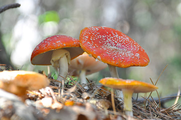 Fly agaric (Amanita muscaria) mushroom in pine forest. Magic mushroom growing between dry pine...