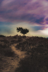 Fototapeta na wymiar lonesome tree on hill colorful tones
