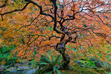 Japanese Garden Lace Leaf Maple Tree in Fall