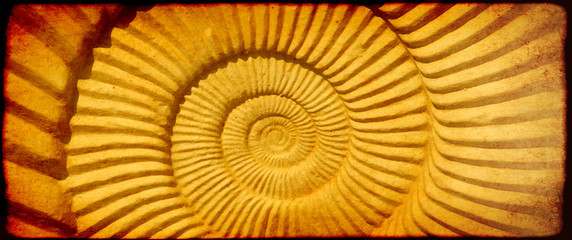 Fototapeta na wymiar Grunge background with paper texture and ammonite shell