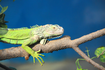 A green iguana resting on a tree branch