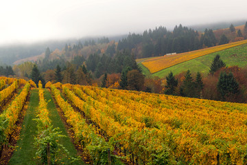 Oregon Vineyard in Fall Season USA America
