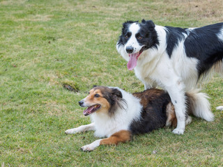 Two sheepdogs in the park on the grass outside. Border collie standing and Shetland sheepdog laying on ground.
