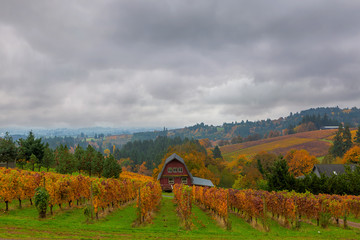 Vineyard in Dundee Oregon in Fall Season