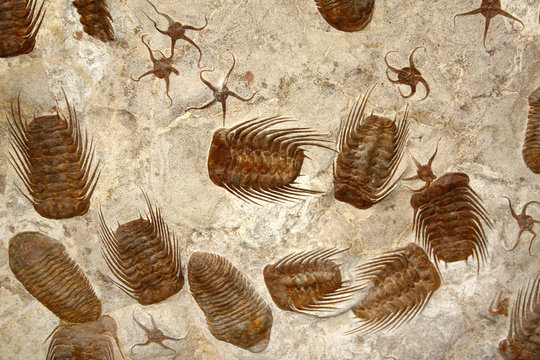 Petrified fossil starfishes and trilobites