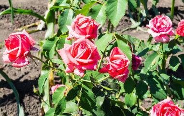 Pink roses