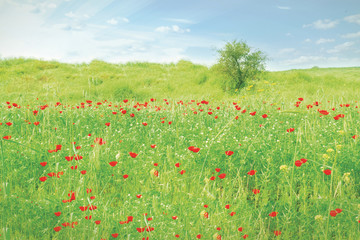 Field of poppies bloom