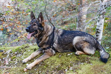 Fototapete bei efototapeten.de bestellen   