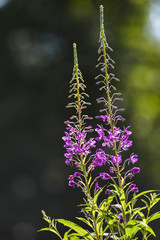 Obraz premium Purple widflower growing and blooming in the park on a sunny summer day in Norway.