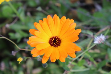 Marigold - blossom closeup - Calendula officinalis – Pot marigold, ruddles, common marigold, scotch marigold, palm springs Daisy