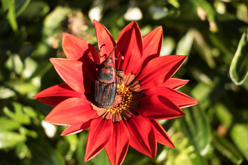 Fototapeta na wymiar rote Mittagsblume mit ägyptischen Rüsselkäfer