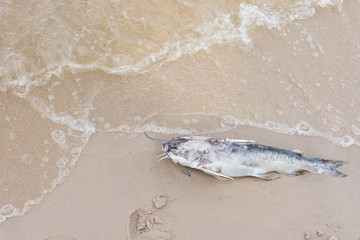 Dead fish on the beach.Thailand.