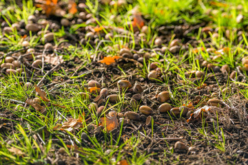 Fallen acorns between the grass