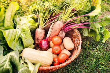 Basket full of vegetables in the backyard garden.