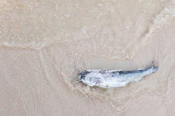 Dead fish on the beach.Thailand.