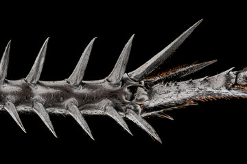 Extreme magnification - Black field cricket leg