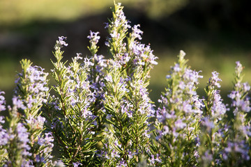 Rosmarin in der Abenddämmerung,