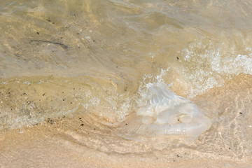 Jellyfish on the beach.Thailand.