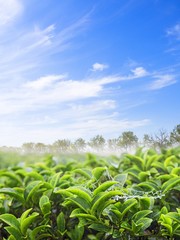 Tea leaves close up.