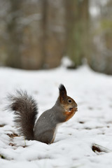 Red squirrel eating on snow