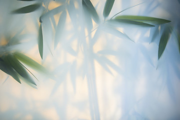 Green bamboo in the fog with stems and leaves behind frosted glass