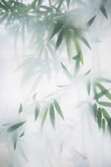 Aluminium Prints Bamboo Green bamboo in the fog with stems and leaves behind frosted glass