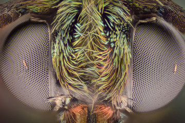 Extreme magnification - Colored daytime moth, Procridinae