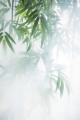 Groene bamboe in de mist met stengels en bladeren achter matglas