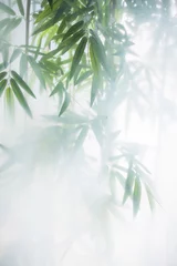 Crédence de cuisine en verre imprimé Bambou Bambou vert dans le brouillard avec des tiges et des feuilles derrière le verre dépoli