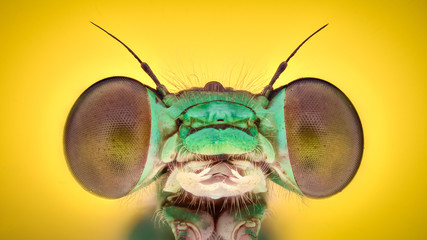 Extreme magnification - Blue damselfly, front view