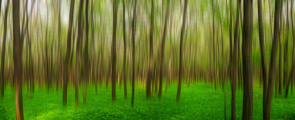Fototapeta na wymiar Acacia youth forest, panoramic view