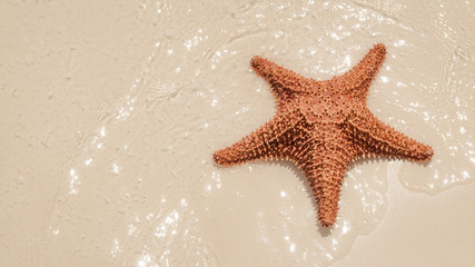 Fototapeta na wymiar Summertime and seaside vacation concept with a five arm starfish immersed in glittery ocean water on a sandy beach with copy space