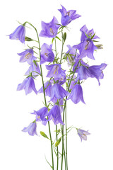 beautiful blooming bouquet blue bell flower isolated on white background, close up