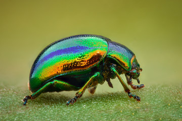 Extreme magnification - Green jewel beetle - obrazy, fototapety, plakaty
