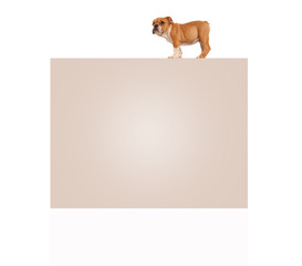 english bulldog puppy standing on top of big blank billboard