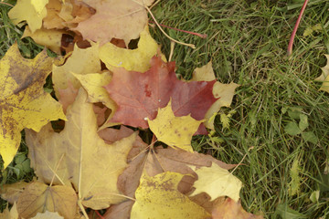 Autumn lawn. Falling yellow leaves on green grass