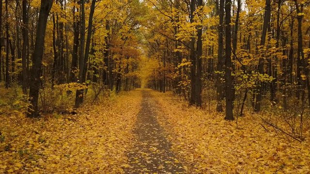 Flight along a path in a scenic autumn forest