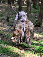 Jagdhund apportiert Fuchs