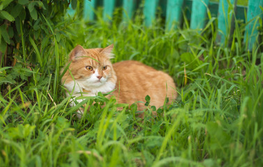 A red cat (Felis silvestris catus) lies on the summer green grass. She watches the little birds.