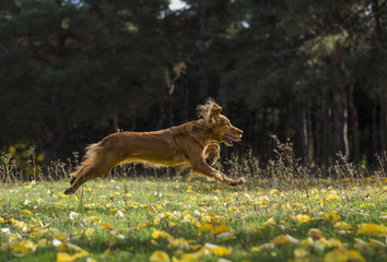 Dog in autumn forest.