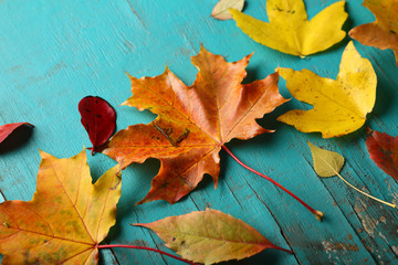 Maple leaves on green background
