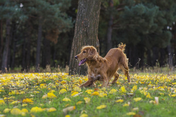 Dog in autumn forest.