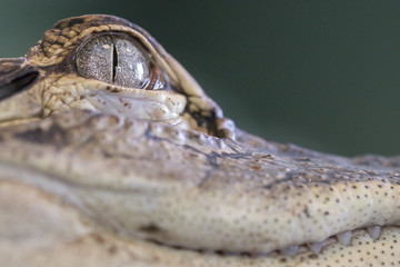 Krokodil, Auge, Maul