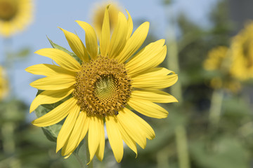A bright sunflower and a bee on blue sky