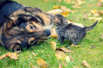 Dogs and little kittens are best friends playing together outdoors