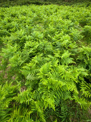 Field of green fern on a cloudy day