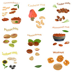 Nuts of different kinds. Peanuts, cashews, hazelnuts, walnuts, sunflower seeds, almonds, pistachios, cedar nuts. Nuts isolated on white background. Vector illustration.