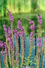 Obraz premium Blutweiderich, Lythrum, salicaria, Heilpflanze, Wasserpflanze