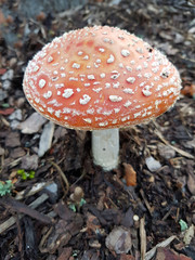 Fliegenpilz, Amanita, muscaria, var, Muscaria