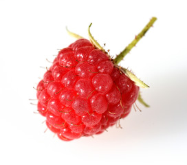 Himbeeren, Rubus, idaeus